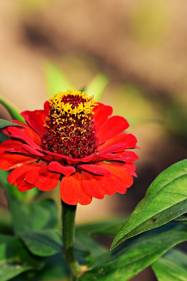 Красные цветы цинния на клумбе