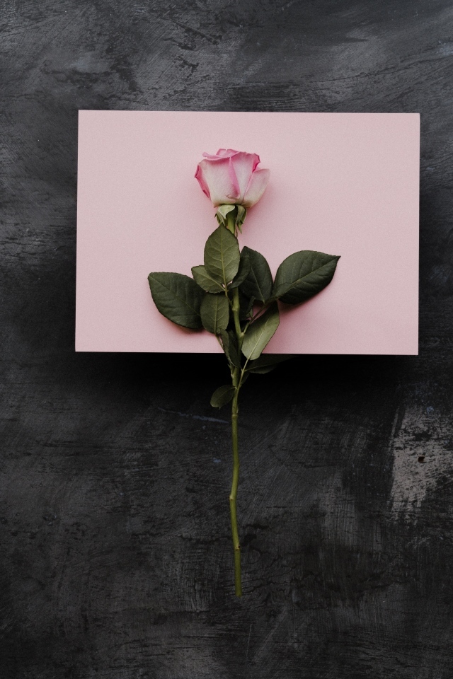 Роза и лист бумаги на сером фоне