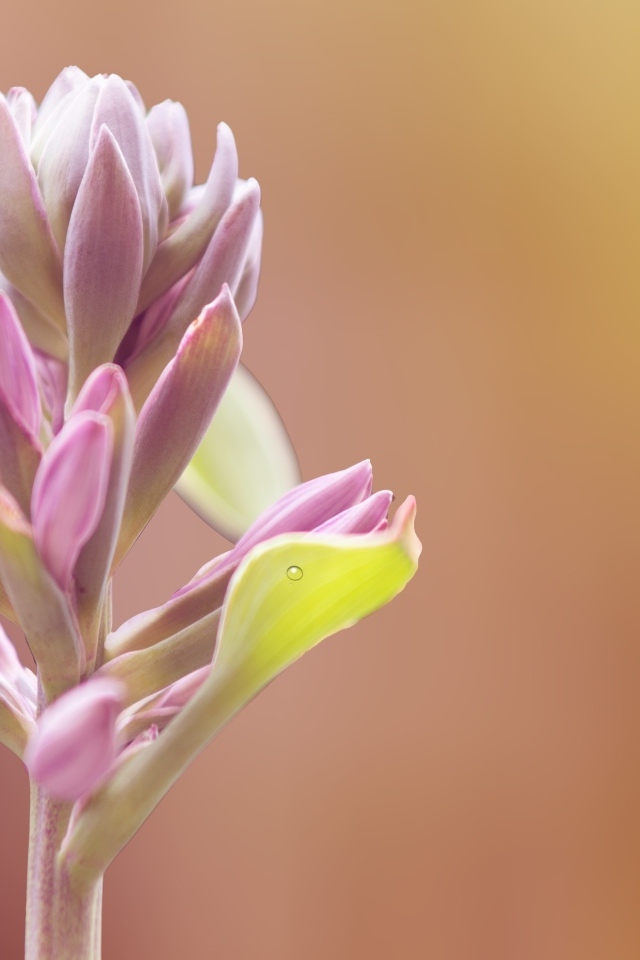 Бутон розового цветка крупным планом