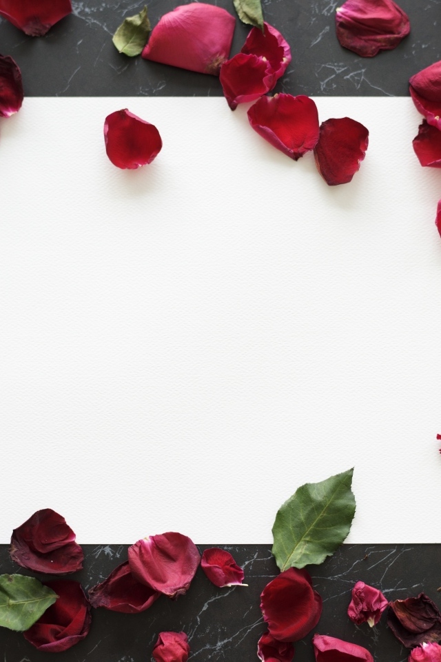 Лепестки розы с белым листом на столе