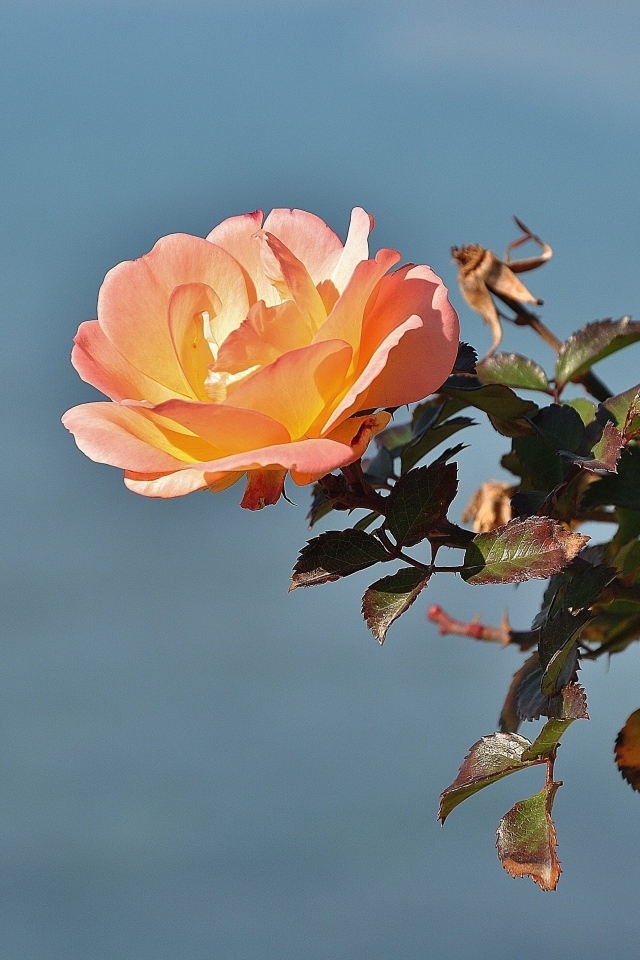 Роза с зелеными листьями на фоне неба