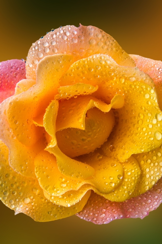 Роза с оранжевыми лепестками в каплях росы