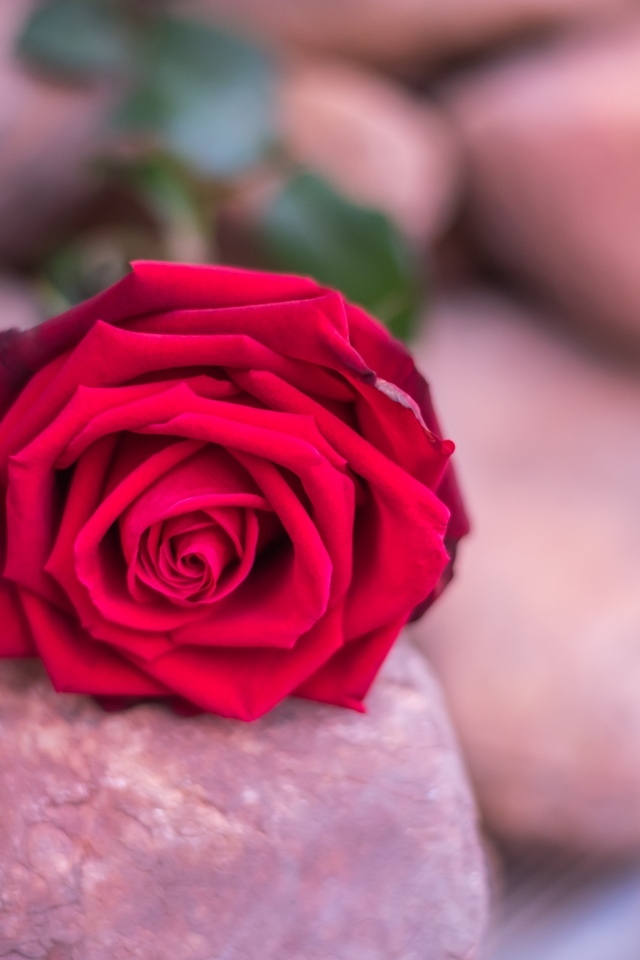 Алая роза лежит на камне