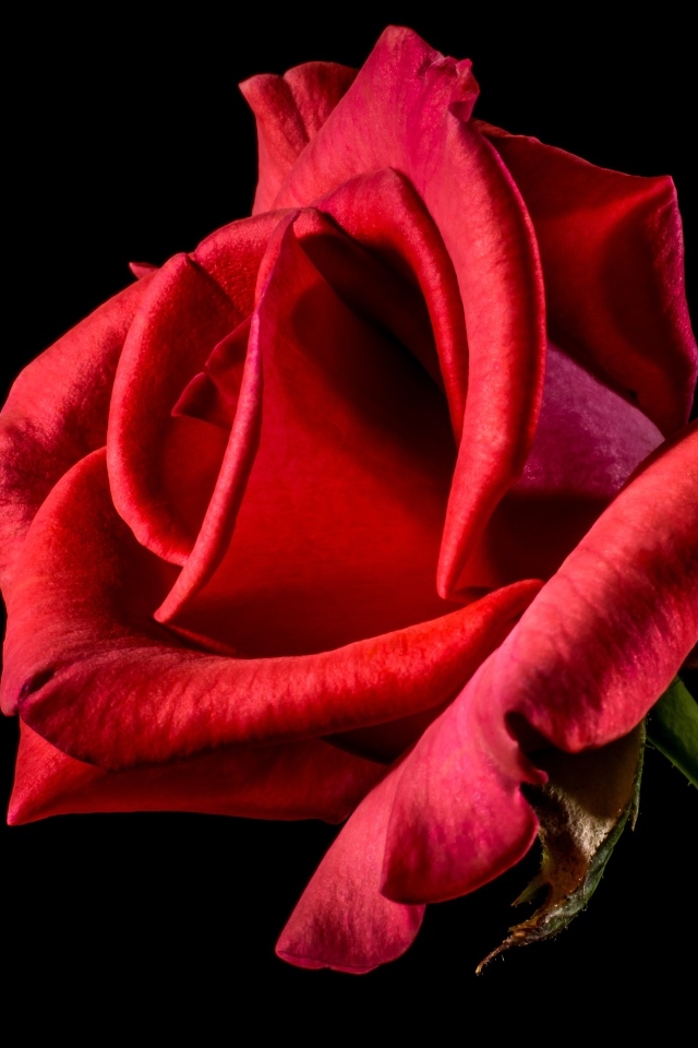 Алая роза с нежными лепестками на черном фоне