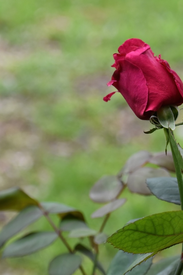 Алая роза с зелеными листьями крупным планом