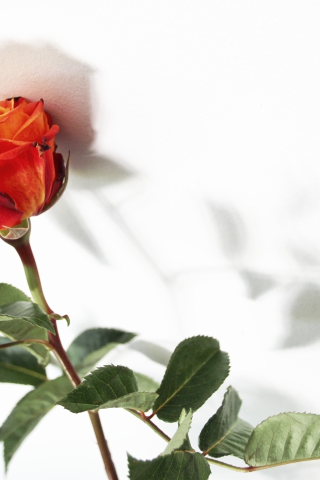 Тень оранжевой розы на белой поверхности