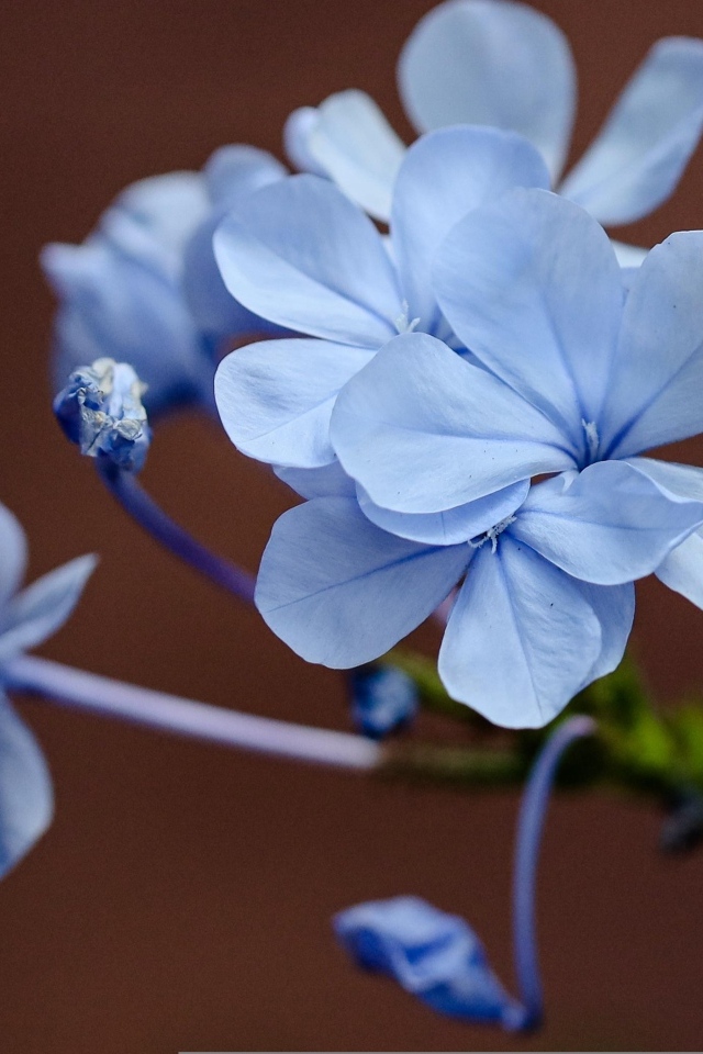 Мелкие голубые цветы крупным планом