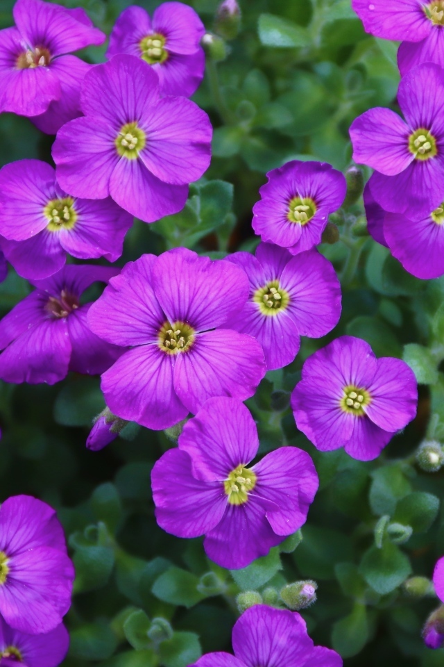 Маленькие декоративные цветы обриета