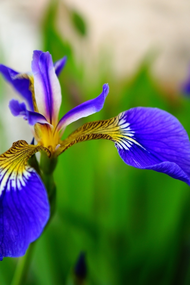 Маленький нежный синий цветок ириса