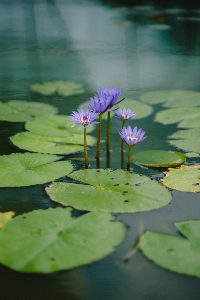 Маленькие сиреневые водяные лилии с зелеными листьями