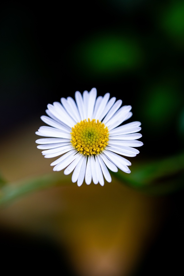 Маленькая одинокая ромашка крупным планом