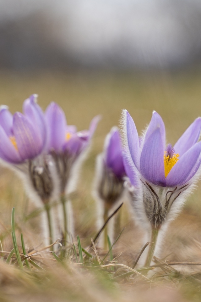 Маленькие цветы прострела расцветают осенью