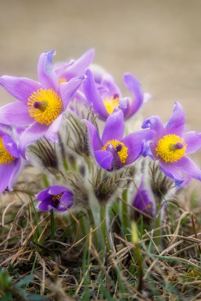 Маленькие цветы прострела растут в траве