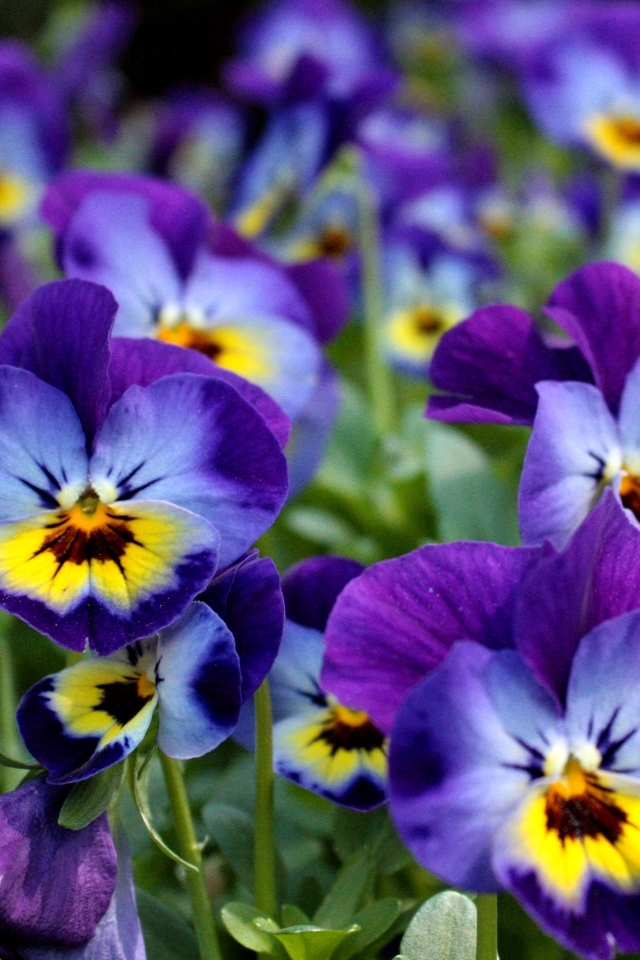 Маленькие цветы Анютины глазки