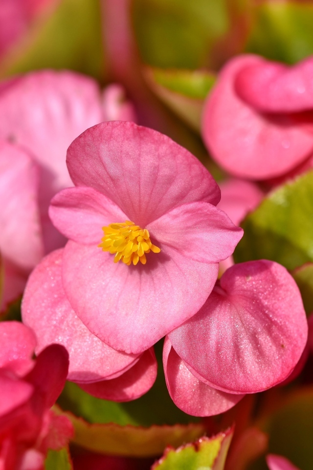 Мелкие розовые цветы бегонии 
