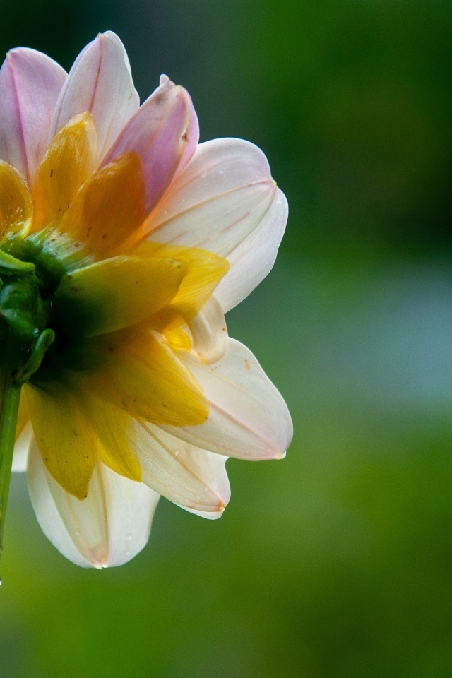 Маленький розовый цветок георгина