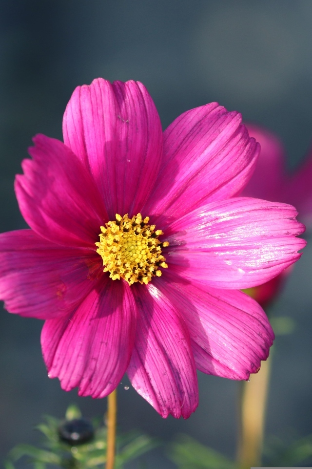 Маленький розовый цветок георгина крупным планом