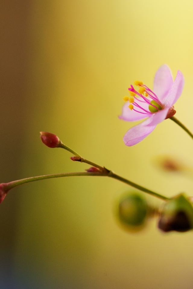 Маленькие розовые нежные цветы крупным планом