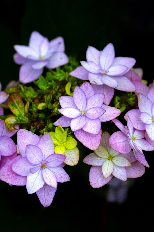 Мелкие розовые цветы на черном фоне