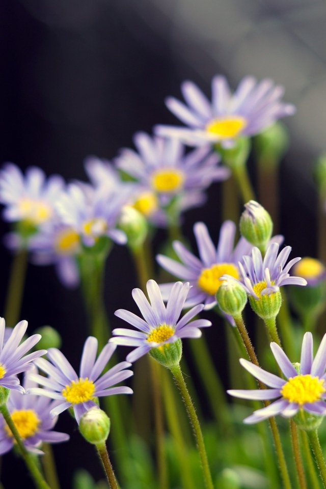 Маленькие фиолетовые ромашки крупным планом