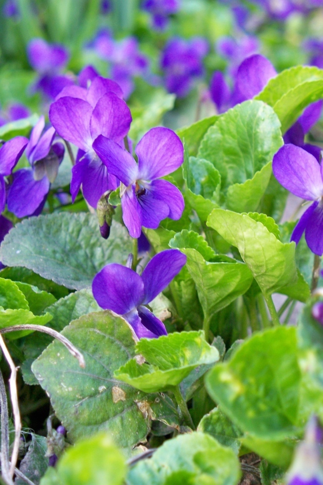 Маленькие фиолетовые цветы фиалки