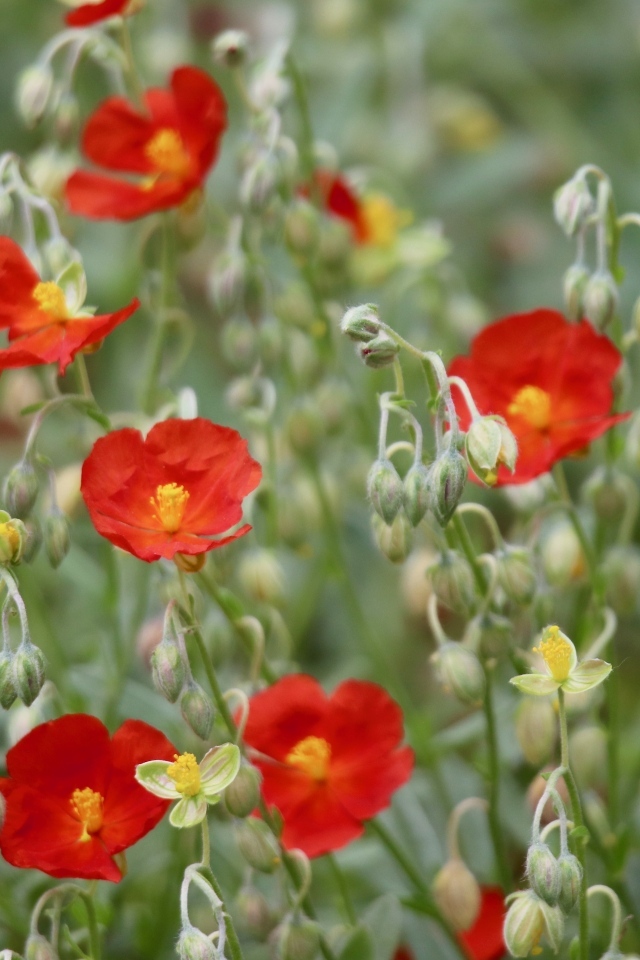 Маленькие красные цветы с бутонами крупным планом