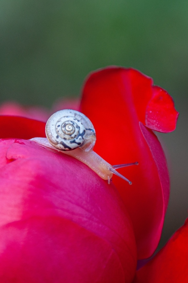 Маленькая улитка на цветке пиона