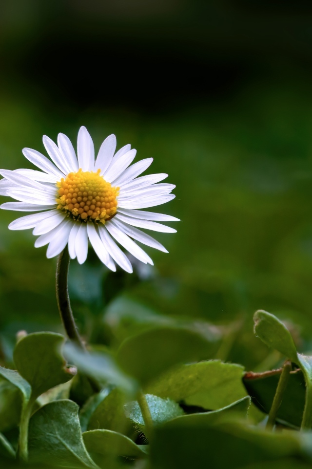 Маленький белый цветок ромашки в зеленых листьях