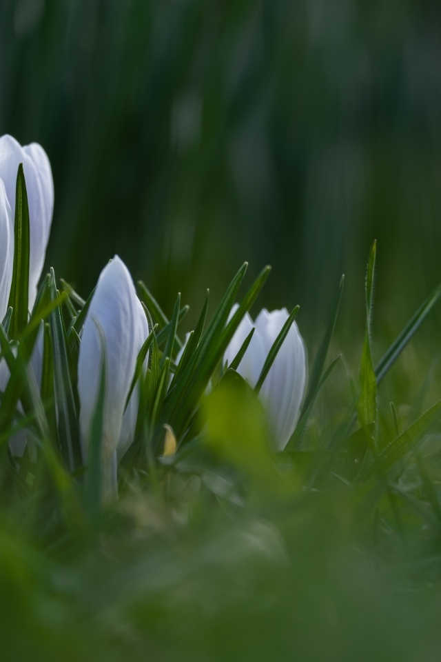 Маленькие белые цветы крокуса пробиваются в зеленой траве