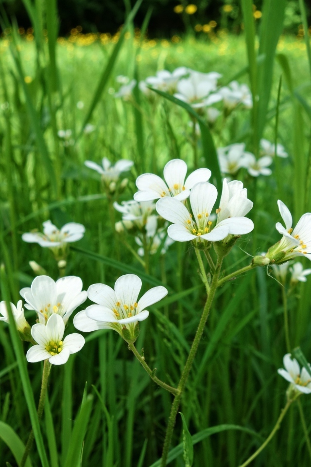 Маленькие белые цветы крестовик в зеленой траве