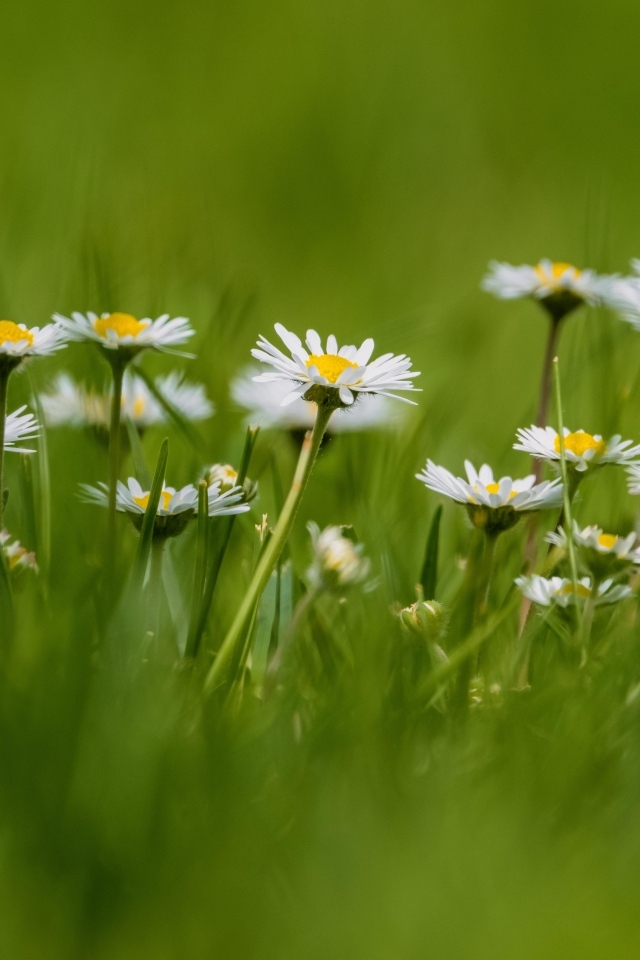 Маленькие белые ромашки в зеленой траве