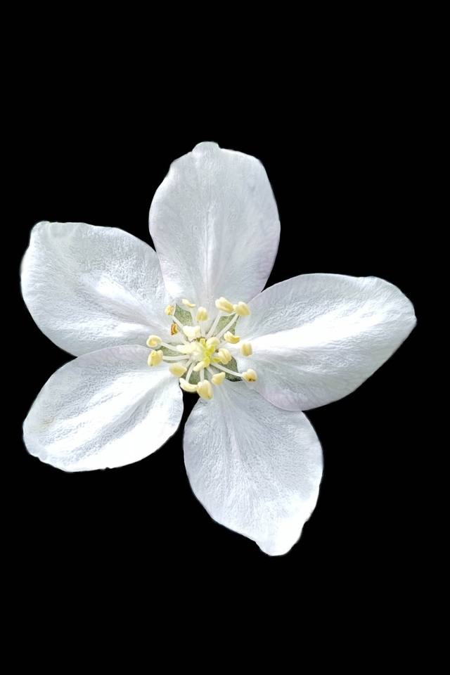 Маленький белый цветок на черном фоне
