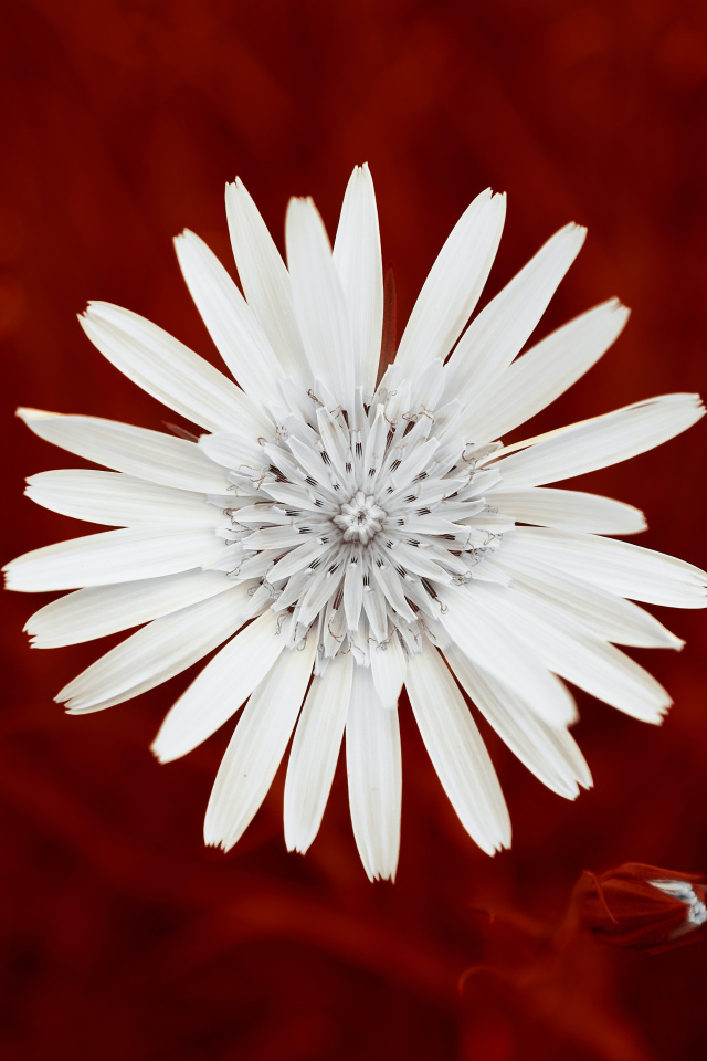 Маленький белый цветок на красном фоне