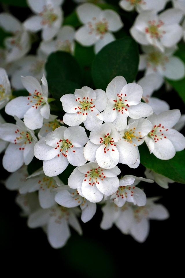 Мелкие белые цветы на ветке весной