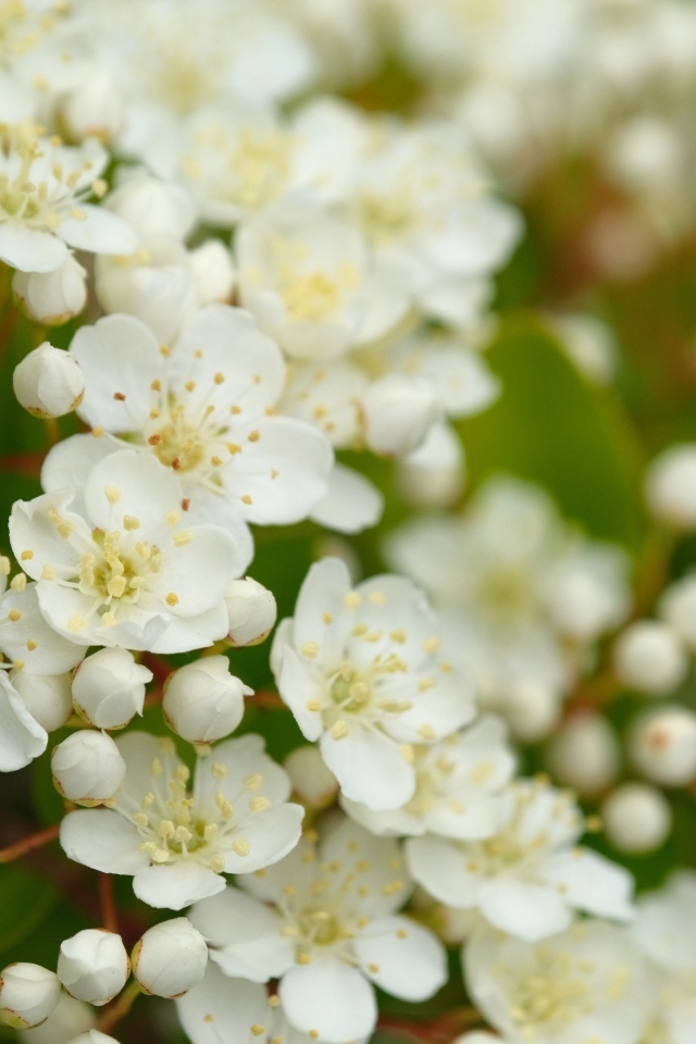 Мелкие белые цветы на кусту