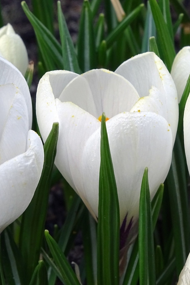 Маленькие белые весенние крокусы опыляет пчела