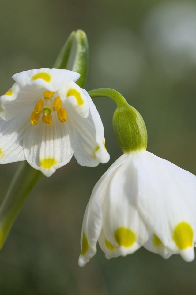 Маленькие белые весенние цветы