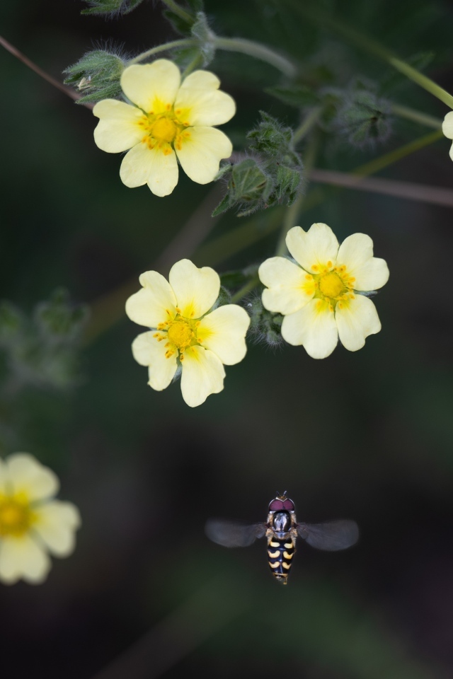 Маленькие желтые цветы лапчатка 