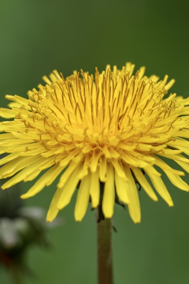 Маленький желтый одуванчик на зеленом фоне
