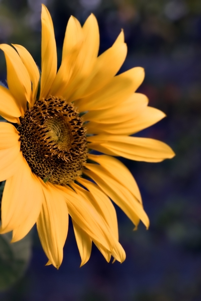 Маленький желтый цветок полевого подсолнуха