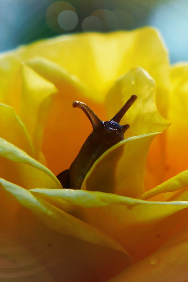 Улитка прячется в цветке желтой розы
