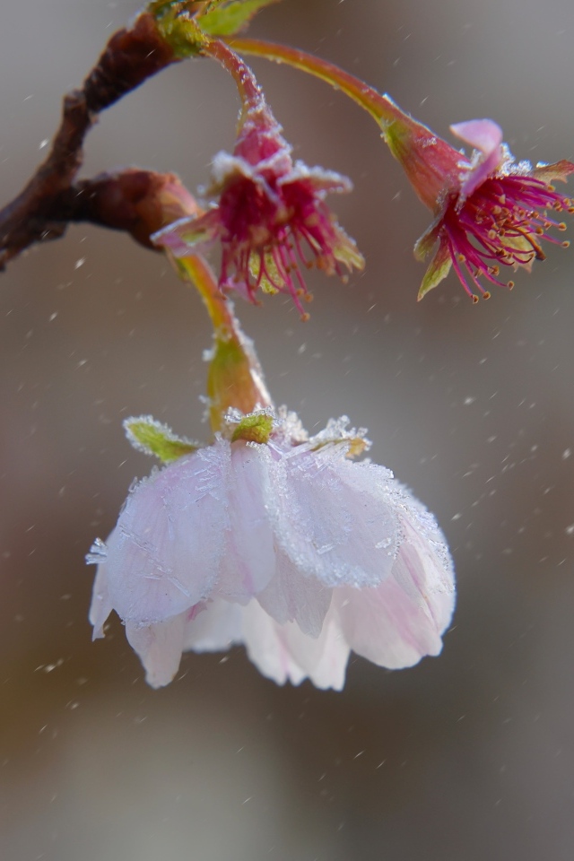 Снег падает на розовый цветок