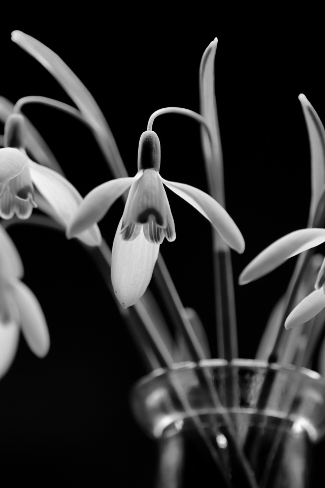 Подснежники в стеклянной вазе черно-белое фото