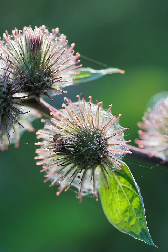 Колючие цветы расторопши в паутине