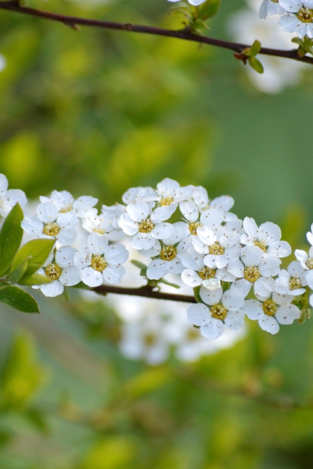 Дерево спирея аргута с белыми цветами