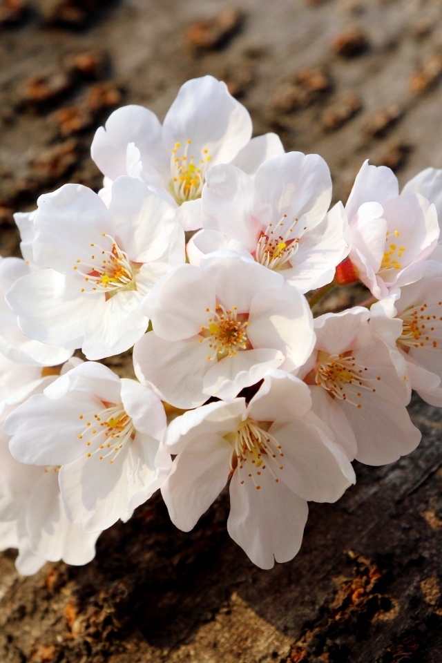 Весенние цветы абрикоса сорванные с веток