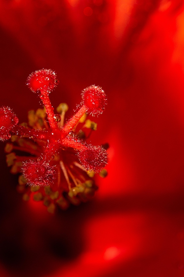 Тычинка цветка красного гибискуса