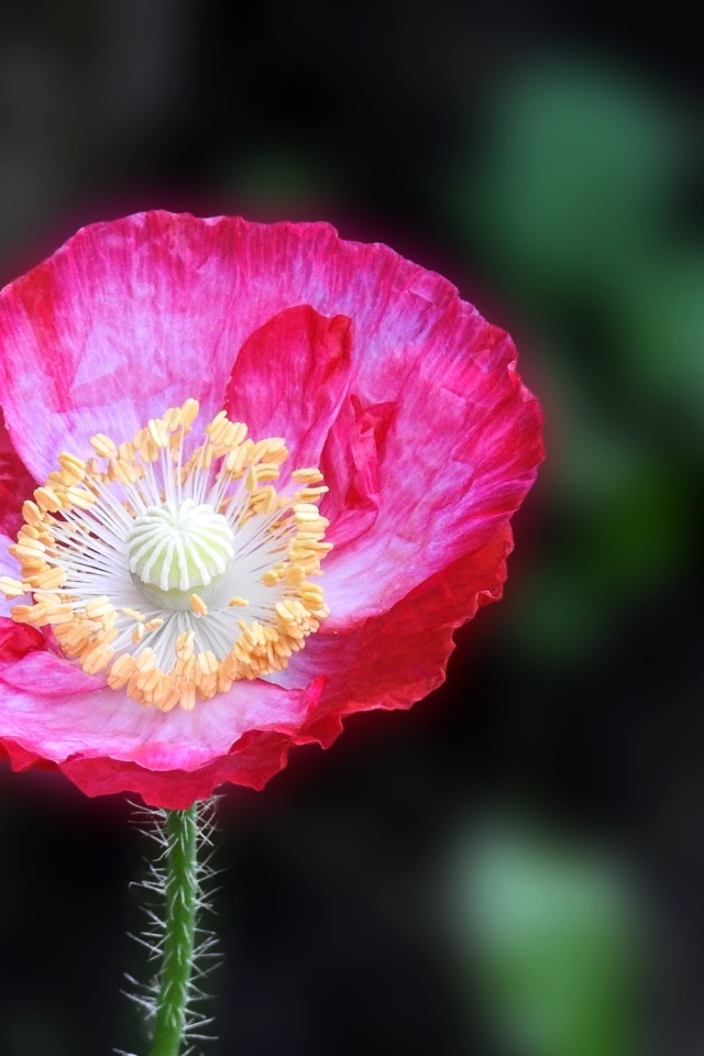 Летний яркий цветок полевого мака