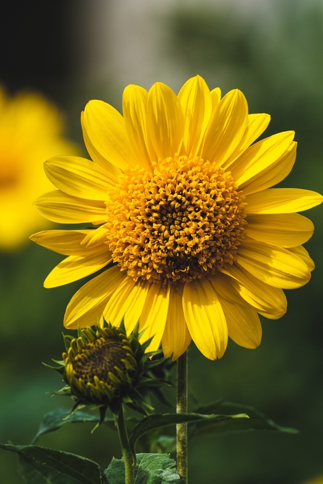 Подсолнух с бутонами крупным планом