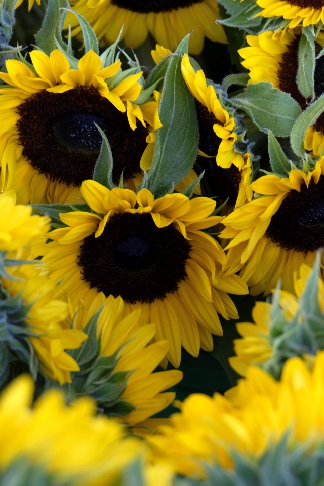 Подсолнухи цветут на поле летом